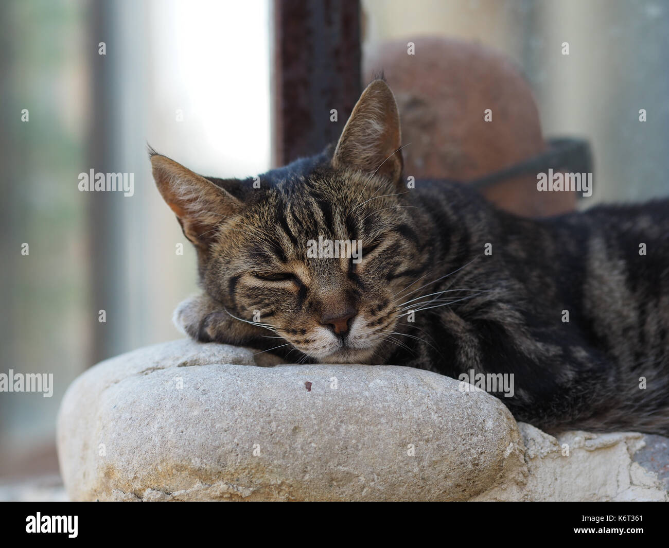 Un gros plan d'un chat posé sur un mur, quelque part dans le sud de la france. Banque D'Images