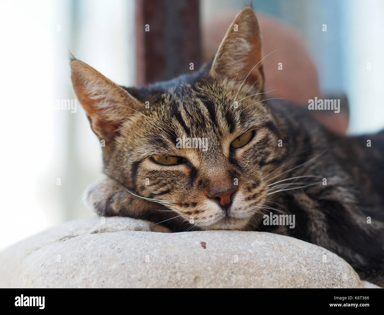 Un gros plan d'un chat posé sur un mur, quelque part dans le sud de la france. Banque D'Images