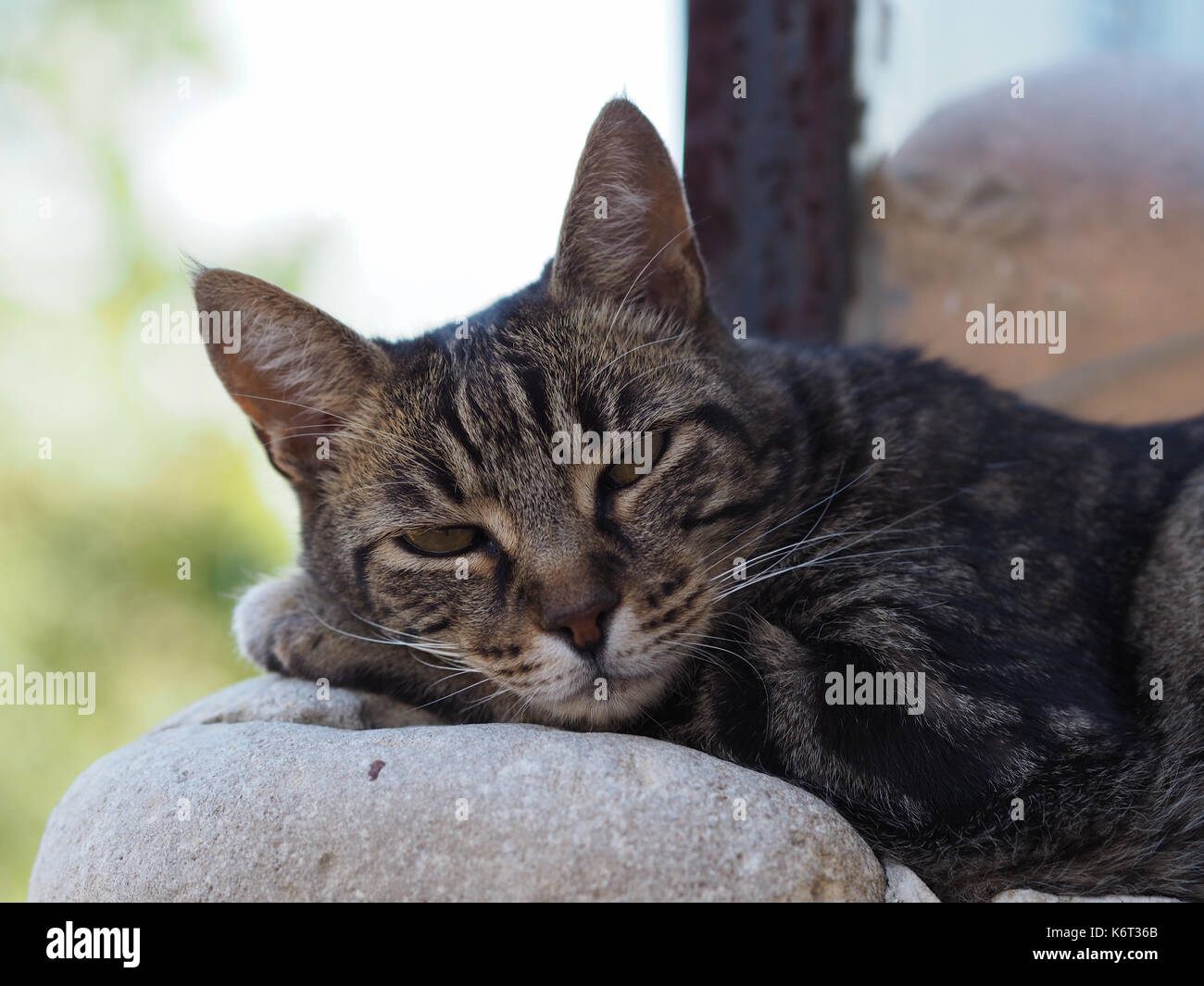 Un gros plan d'un chat posé sur un mur, quelque part dans le sud de la france. Banque D'Images