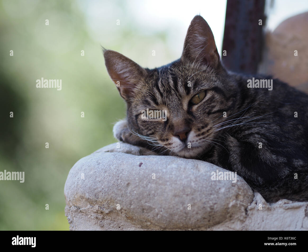 Un gros plan d'un chat posé sur un mur, quelque part dans le sud de la france. Banque D'Images