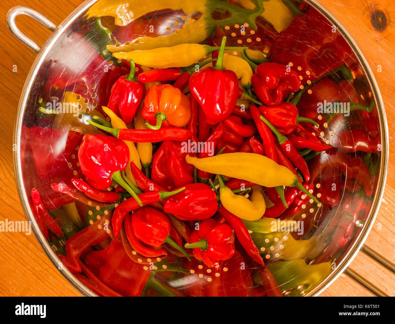 Piments fraîchement récolté (Birds Eye, Aji et limon) Scotch Bonnet dans une passoire de cuisine. Banque D'Images