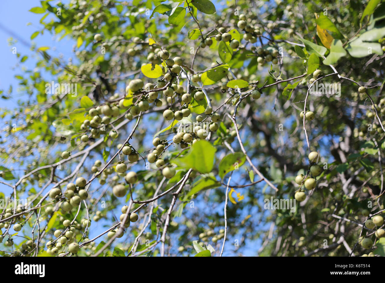 Ebenaceae fruit sur l'arbre dans le jardin,des herbes naturelles qui peuvent être utilisés pour traiter plusieurs maladies. Banque D'Images