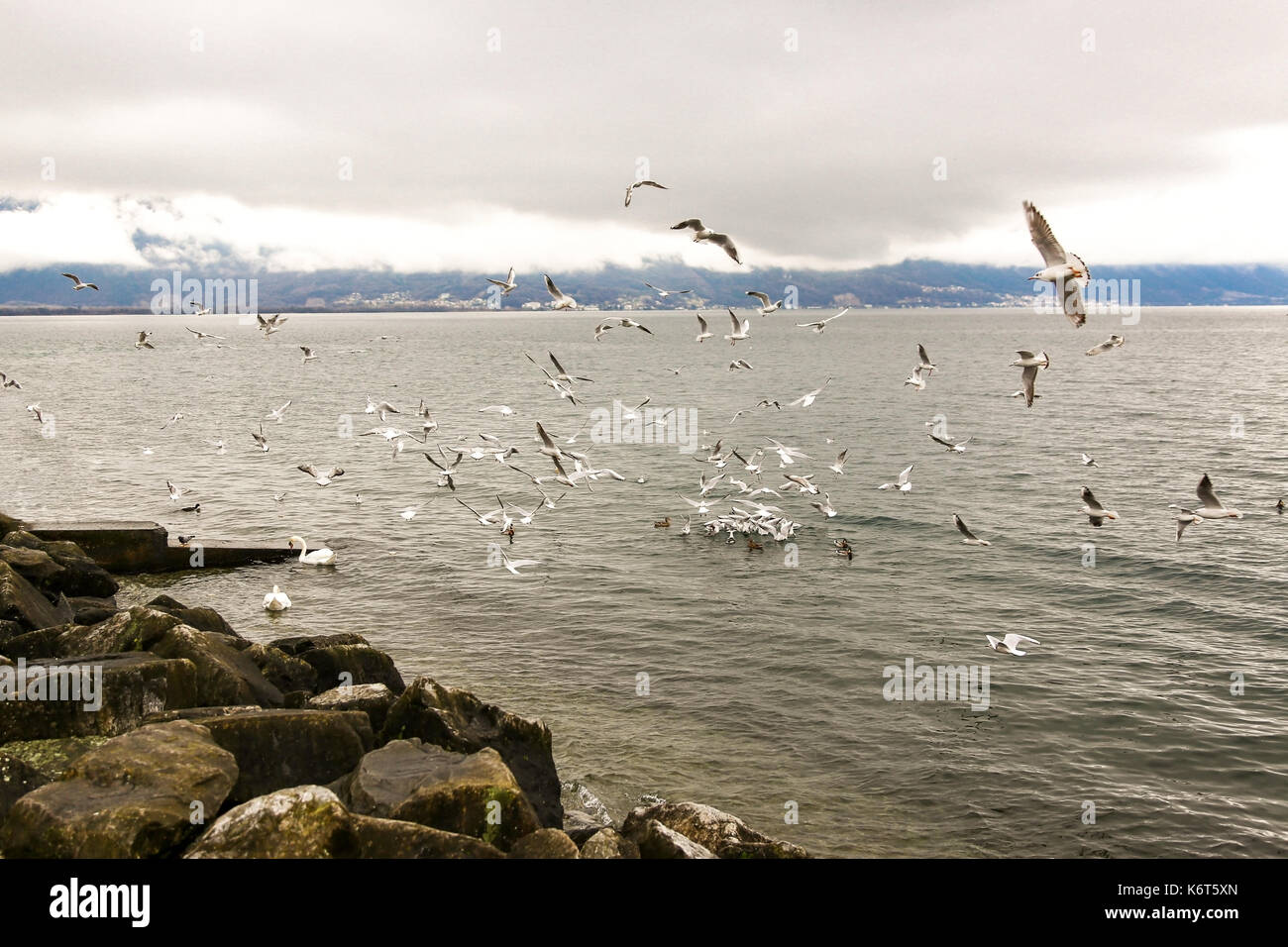 Cygnes, canards et bee tea sea survolant côte rocheuse du lac Léman à Montreux en hiver. Banque D'Images