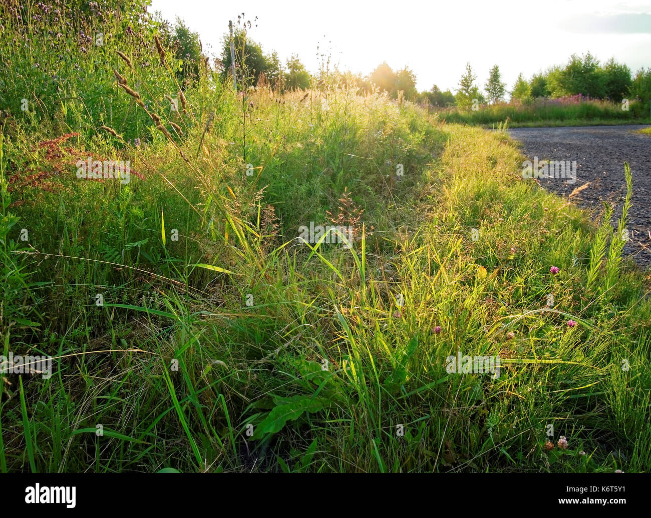 Route de terre dans le village en été, la russie Banque D'Images