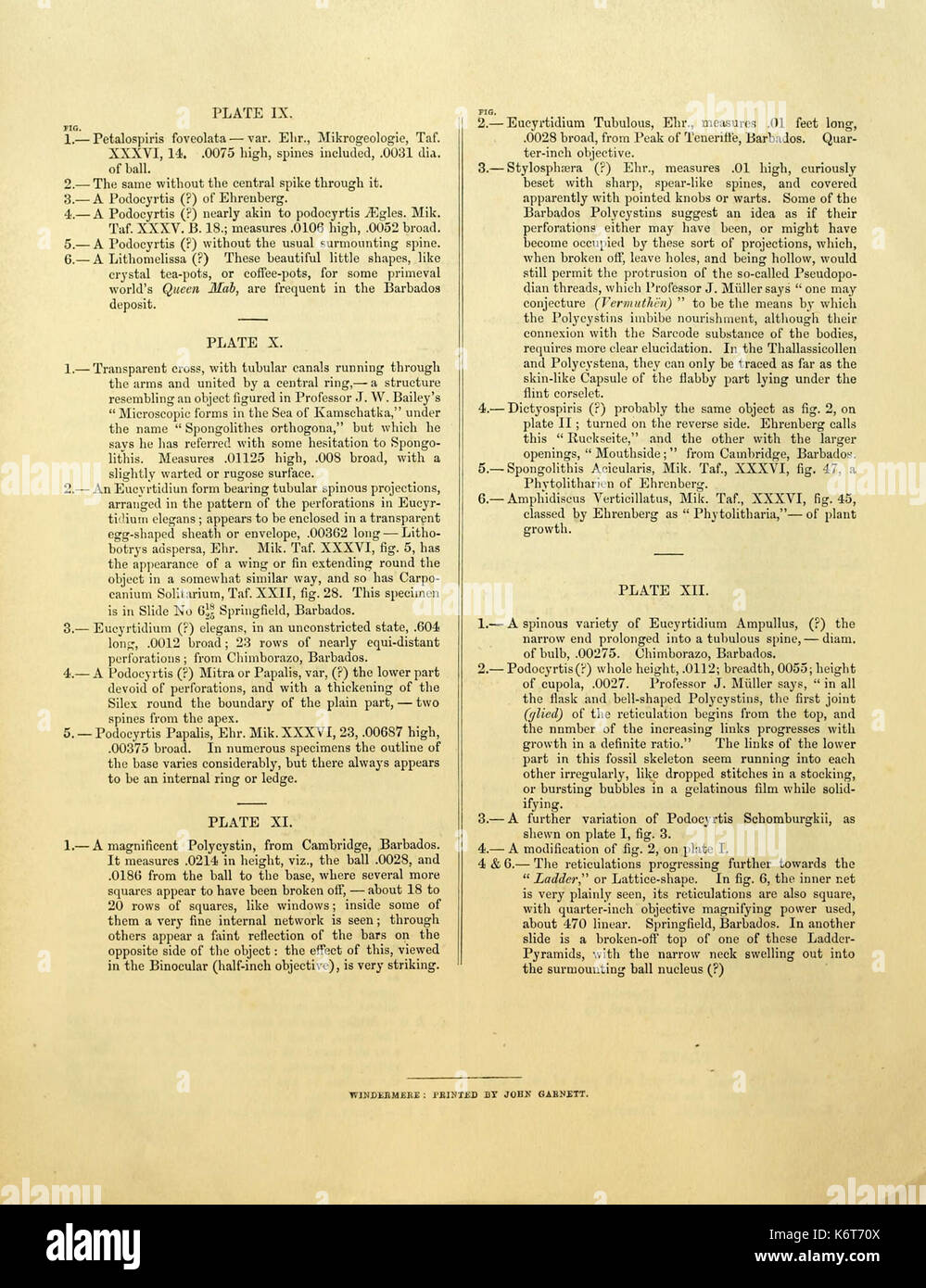 Les figures de formes remarquables de polycystins, ou des organismes apparentés, à la Barbade (principalement à partir de la craie-que recueillies par M. Davy, et qu'il avait remarqué dans une conférence donnée à la BHL9997852 Banque D'Images