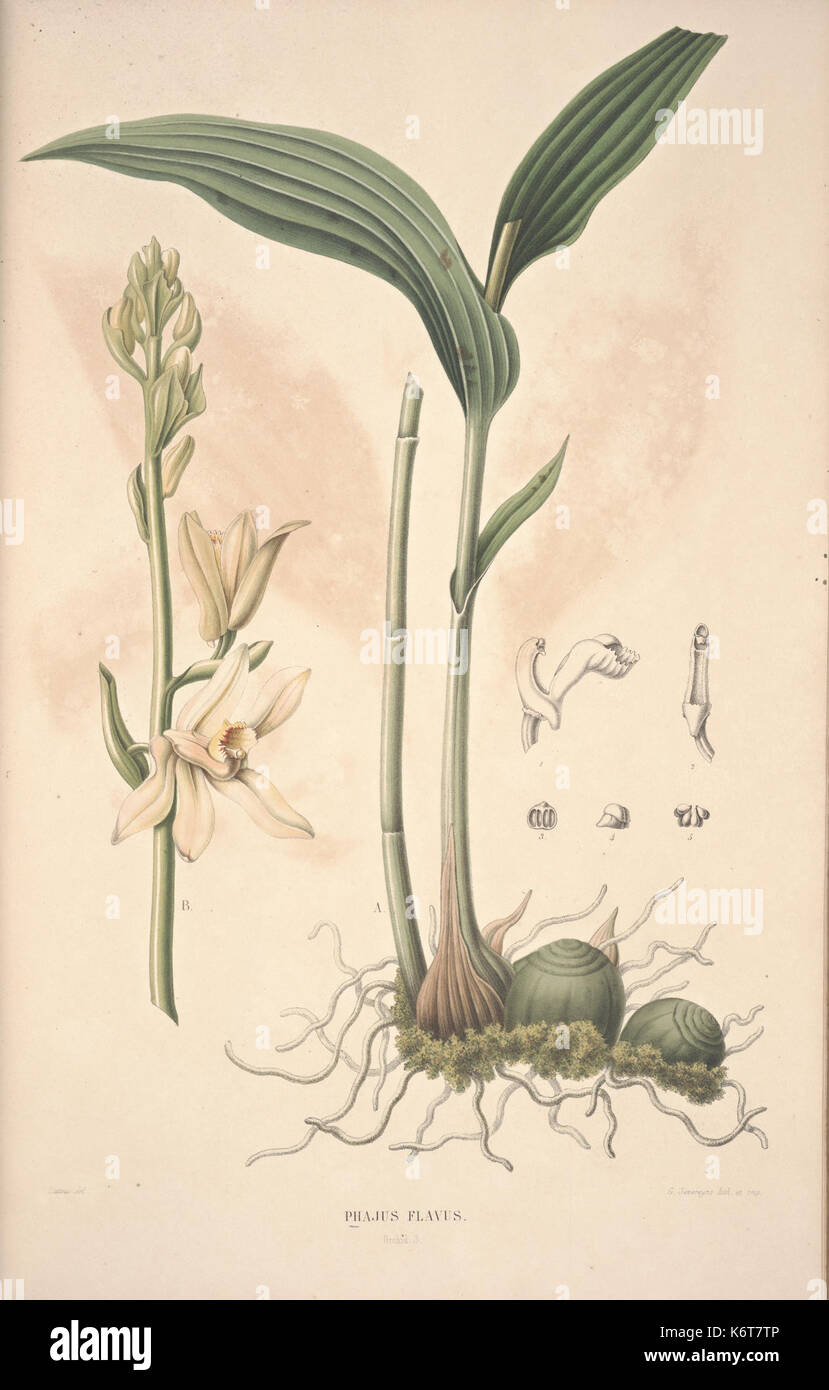 Flora Javae insularum adjacentium et Orchidée (1) BHL35806275 Banque D'Images