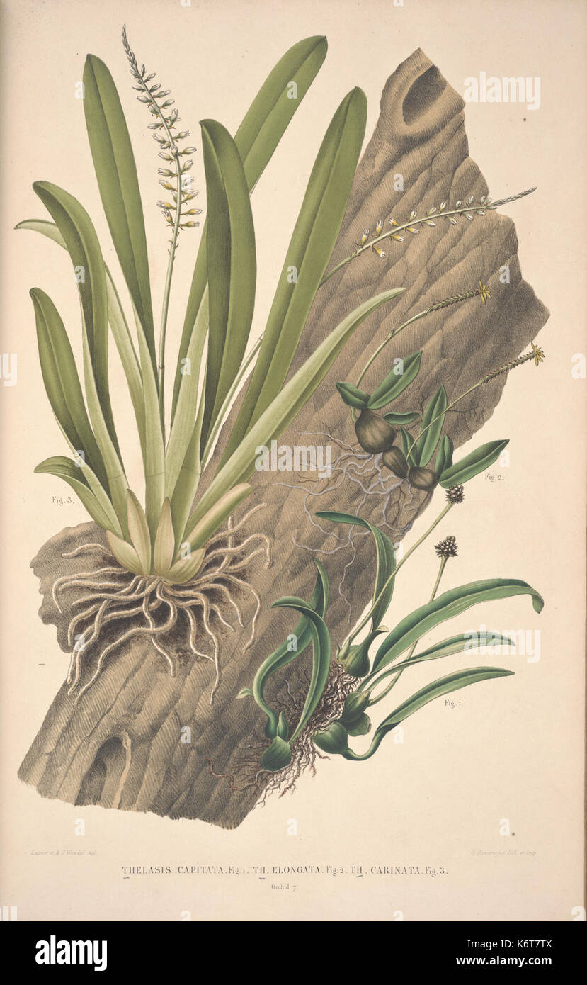 Flora Javae insularum adjacentium et Orchidée (5) BHL35806279 Banque D'Images
