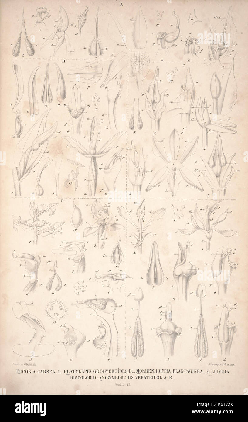 Flora Javae insularum adjacentium et Orchidée (44) BHL35806318 Banque D'Images