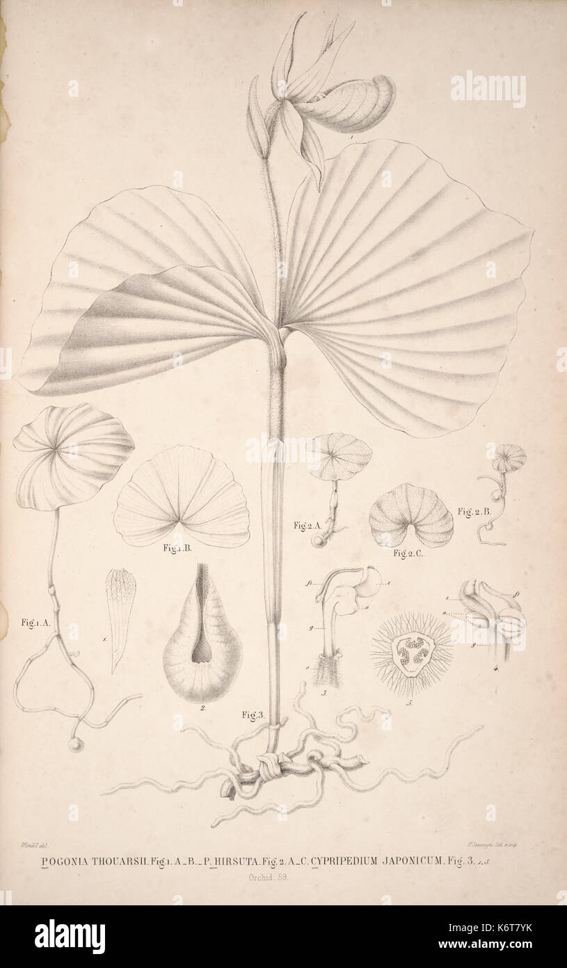Flora Javae insularum adjacentium et Orchidée (61) BHL35806335 Banque D'Images