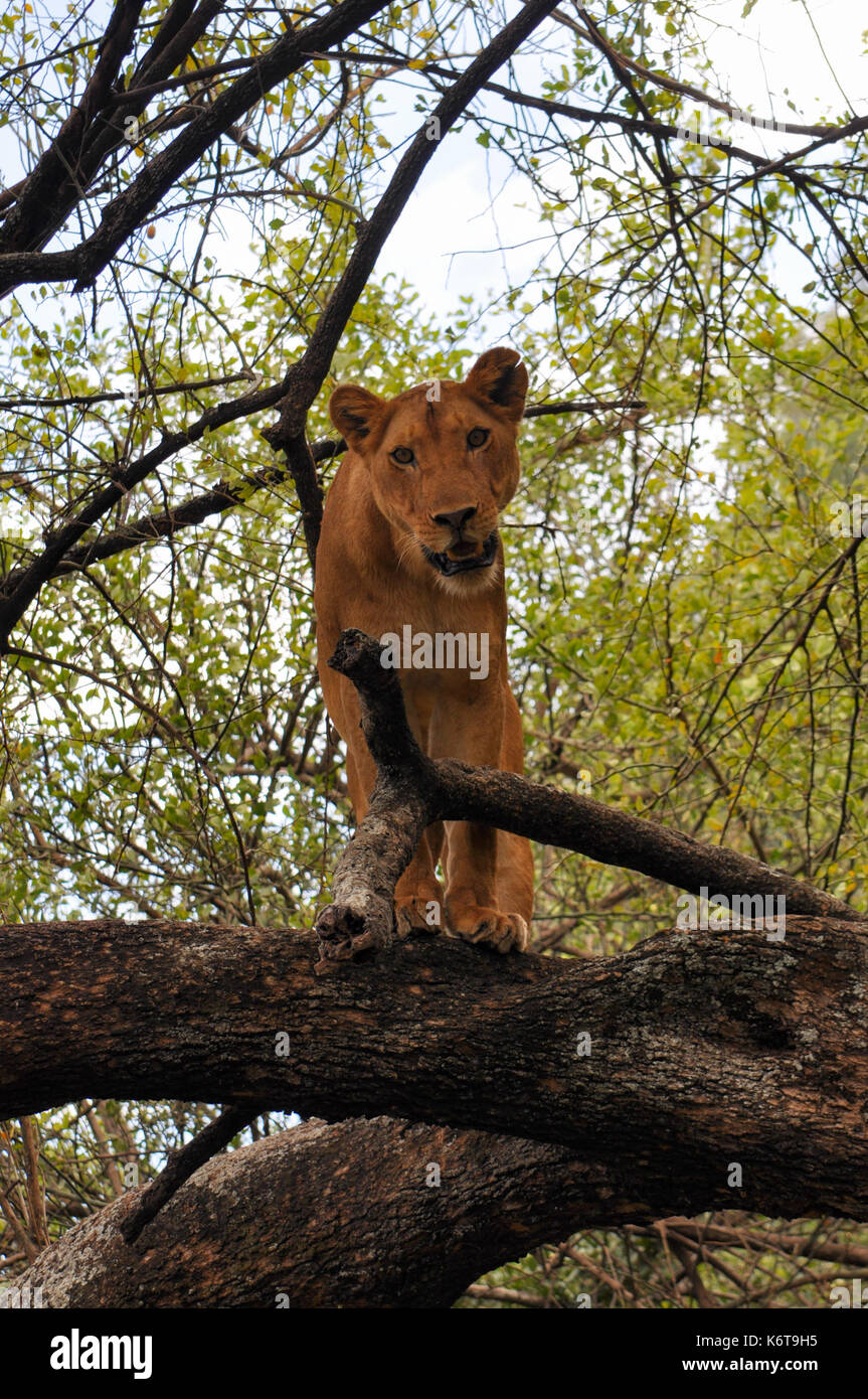 Une lioness dans un arbre dans le parc national du lac Manyara, Tanzanie. Banque D'Images