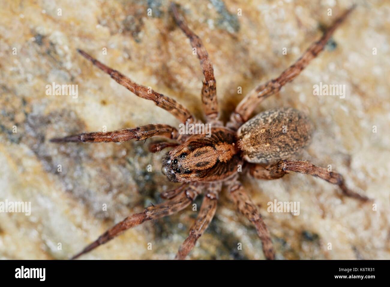 France, Morbihan, Araneae, araignée-loup (Lycosidae, Trochosa sp Photo  Stock - Alamy