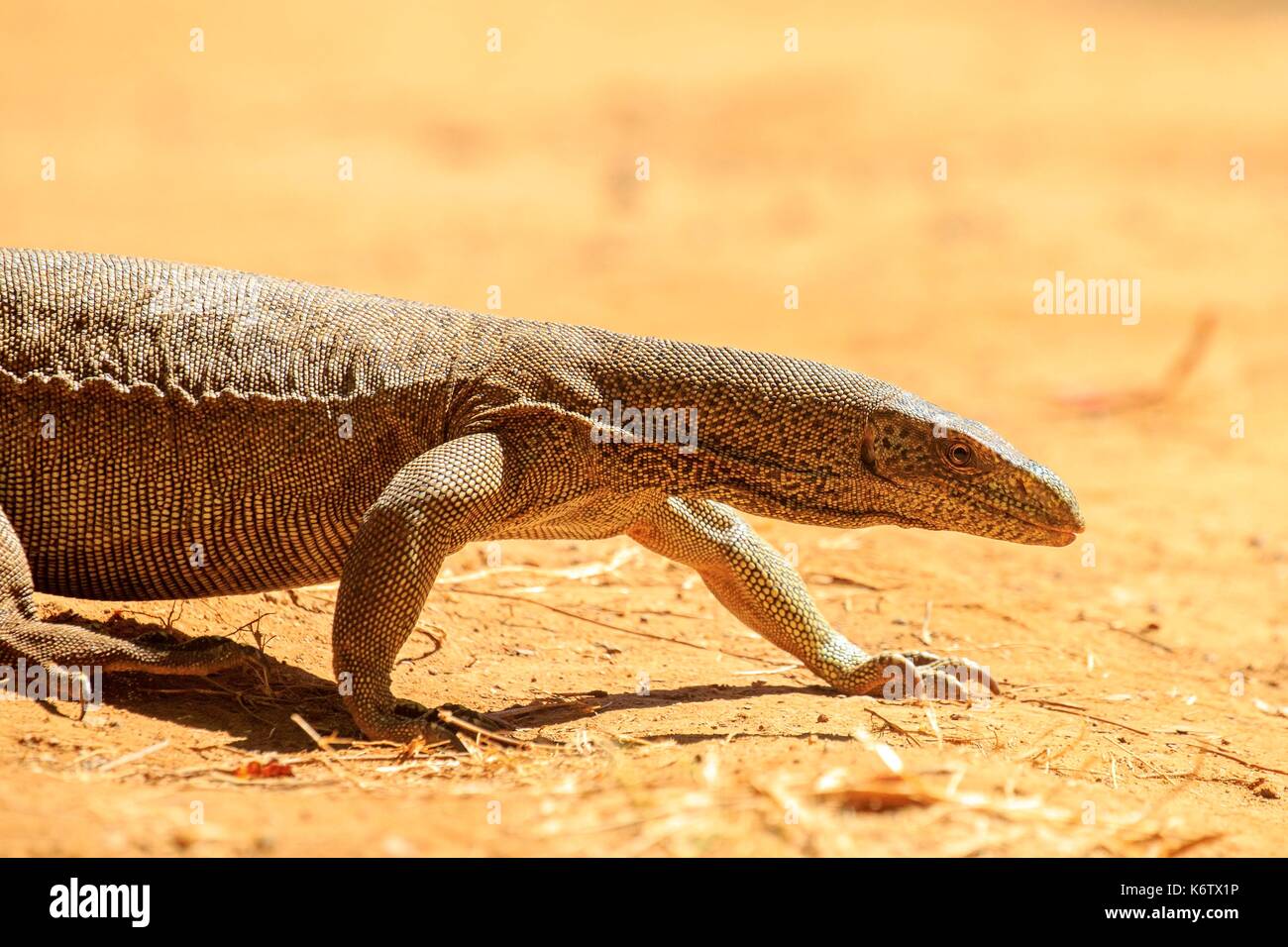 Sri Lanka, Yala, patk national de contrôle de l'eau de l'Asie ou de l'eau contrôler (Varanus salvator) Banque D'Images