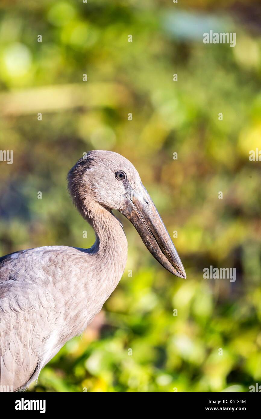 Sri Lanka, Yala, Asian Openbill patk national ou Asian Openbill Anastomus Stork (oscitante) Banque D'Images