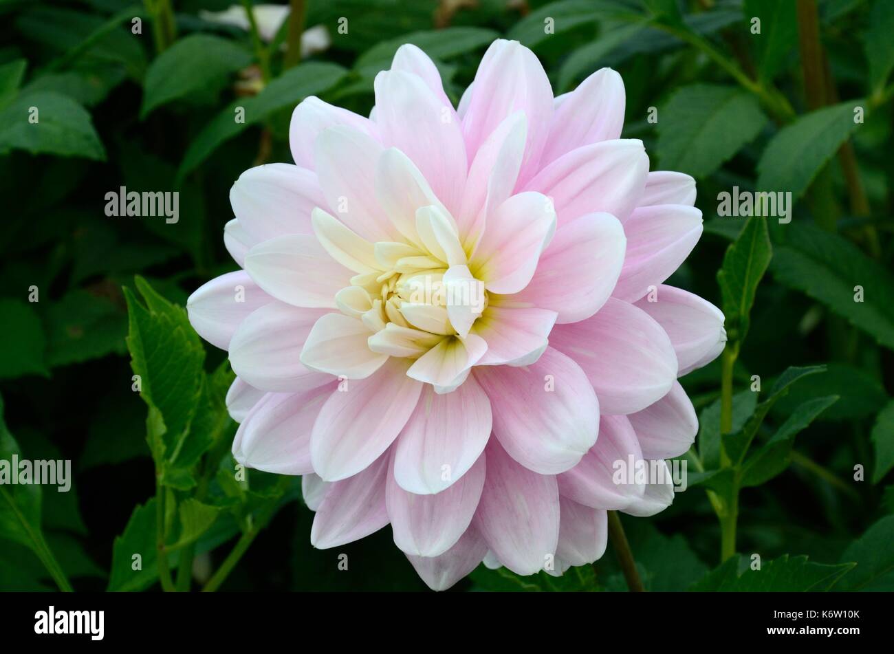 Une petite ballerine Brackenridge Dahlia dahlia nénuphar avec de petites fleurs roses Banque D'Images