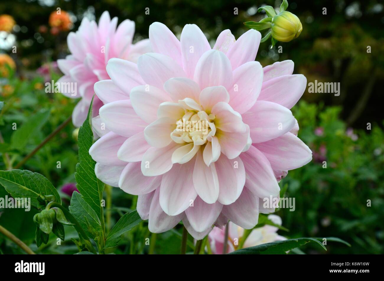 Une petite ballerine Brackenridge Dahlia dahlia nénuphar avec de petites fleurs roses Banque D'Images