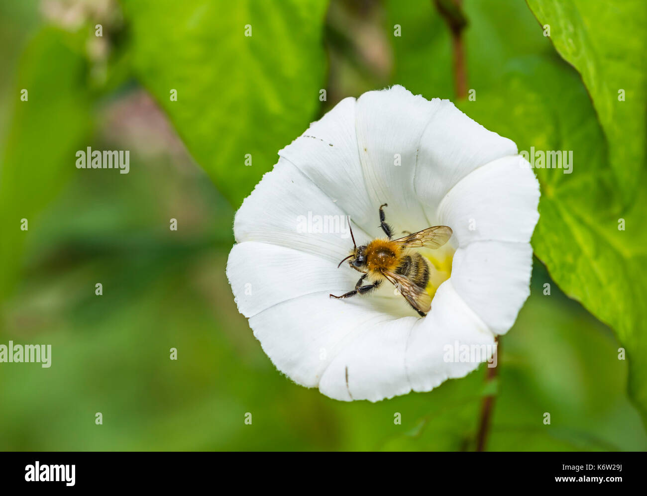Calystegia sepium (liseron des champs de couverture, Rutland beauté, Bugle, vigne trompettes célestes, bellbind) pollinisées par une abeille en automne, au Royaume-Uni. Banque D'Images