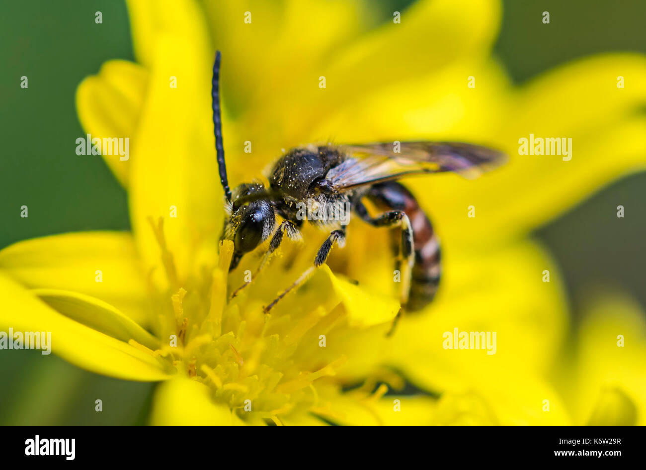 Sweat bee, Lasioglossum calceatum espèces, probablement Lasioglossum (sillon commun2170) au début de l'automne dans le West Sussex, Angleterre, Royaume-Uni. Banque D'Images