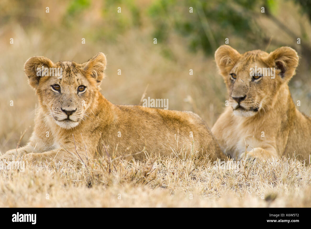 Lion cubs (Panthera leo) en attente de la mère au retour, Masai Mara, Kenya Banque D'Images