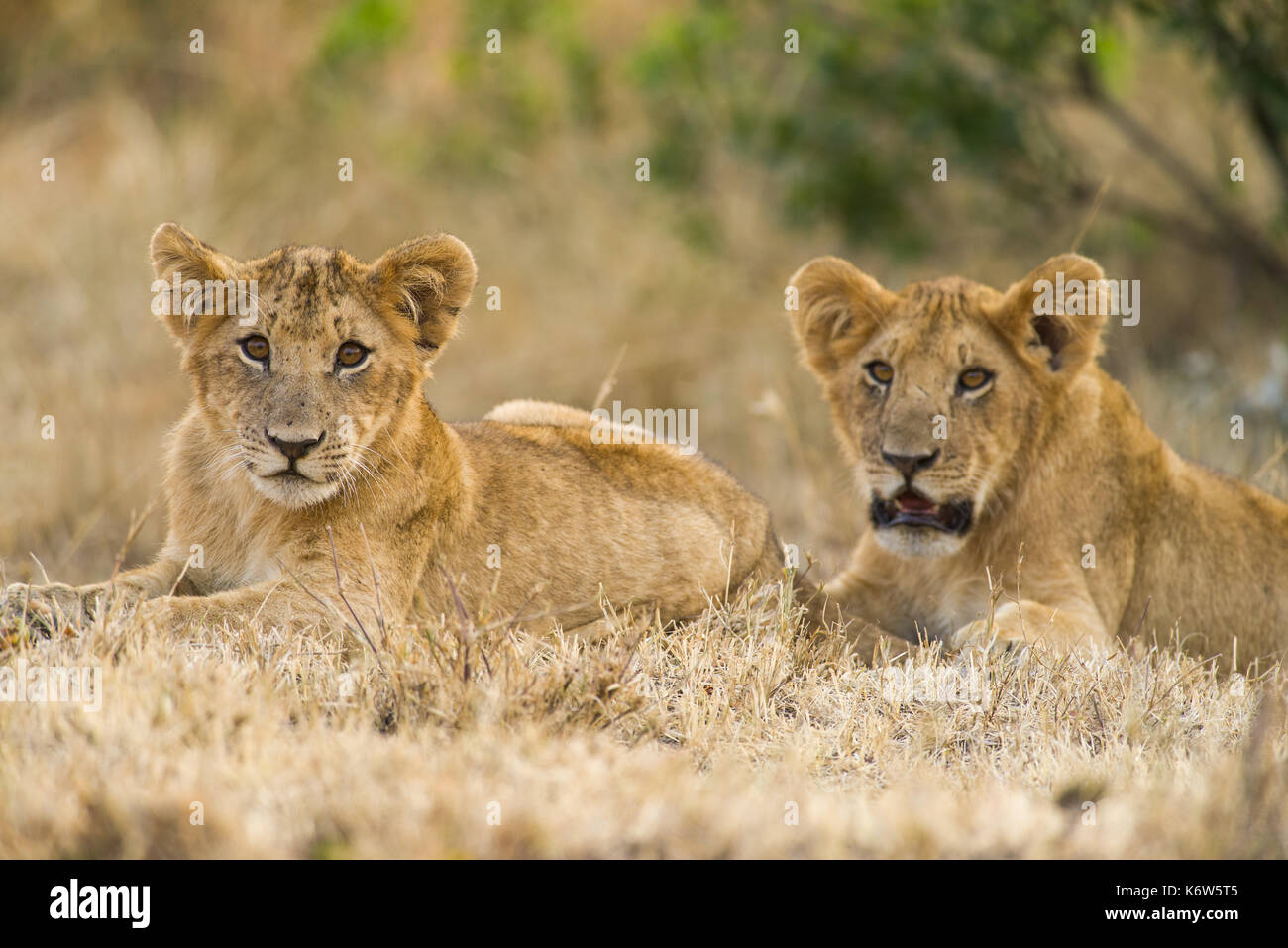 Lion cubs (Panthera leo) en attente de la mère au retour, Masai Mara, Kenya Banque D'Images