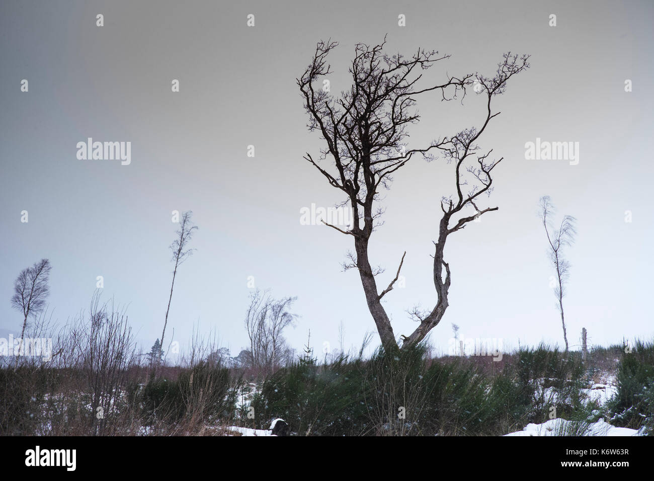 Vues autour de cnoc mor près de strathpeffer dans les highlands écossais Banque D'Images