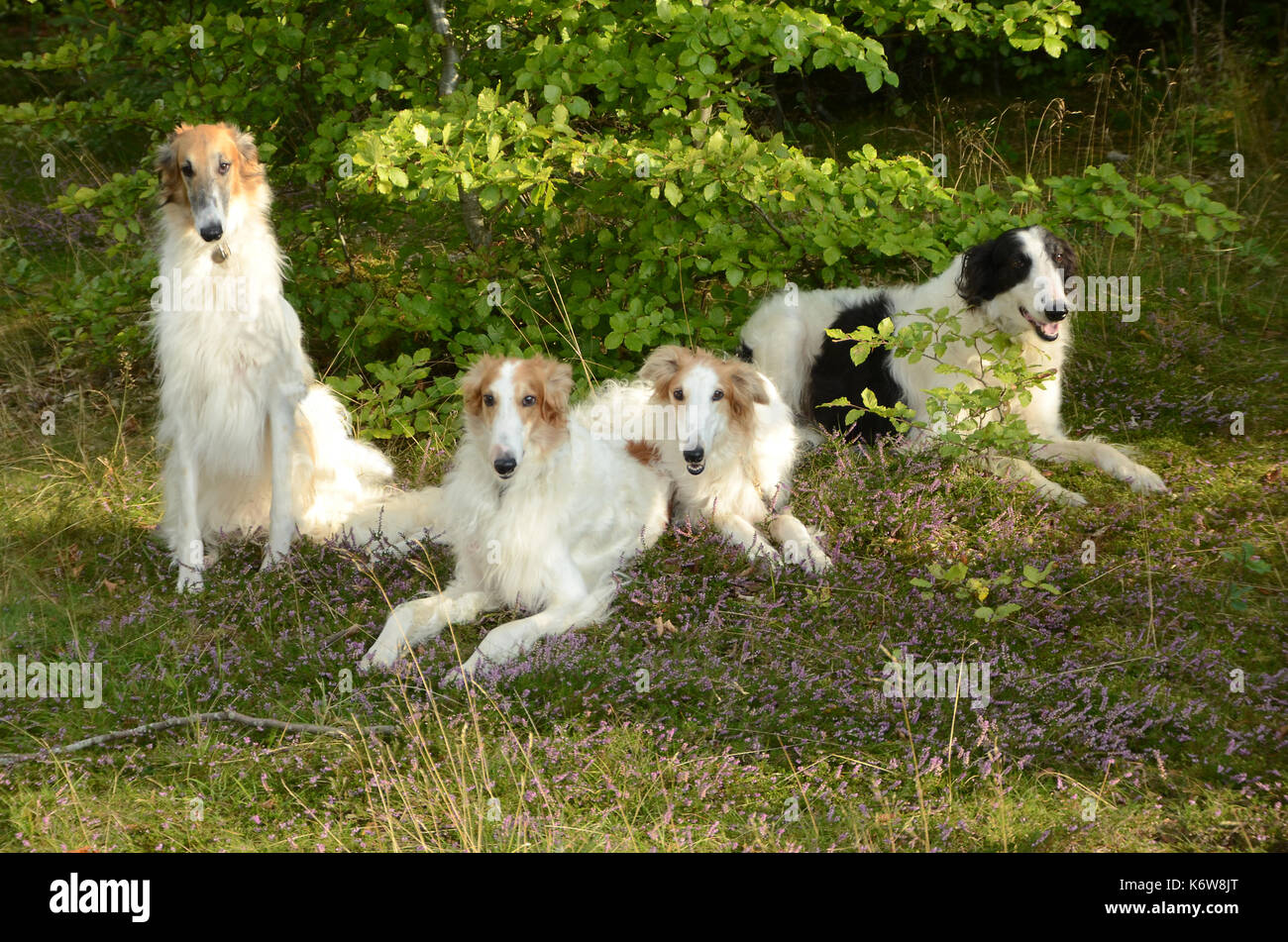Groupe de quatre chiens barzoï, 3 frères et leur père. Banque D'Images
