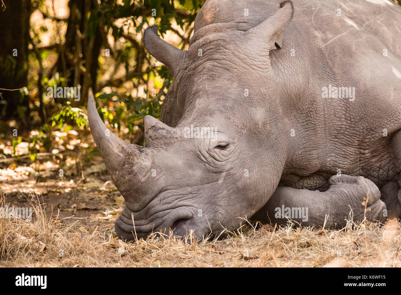 Le rhinocéros blanc du nord (Ceratotherium simum cottoni), dormir, animal portrait, Ziwa, basé à Rhino Sanctuary, en Ouganda Banque D'Images