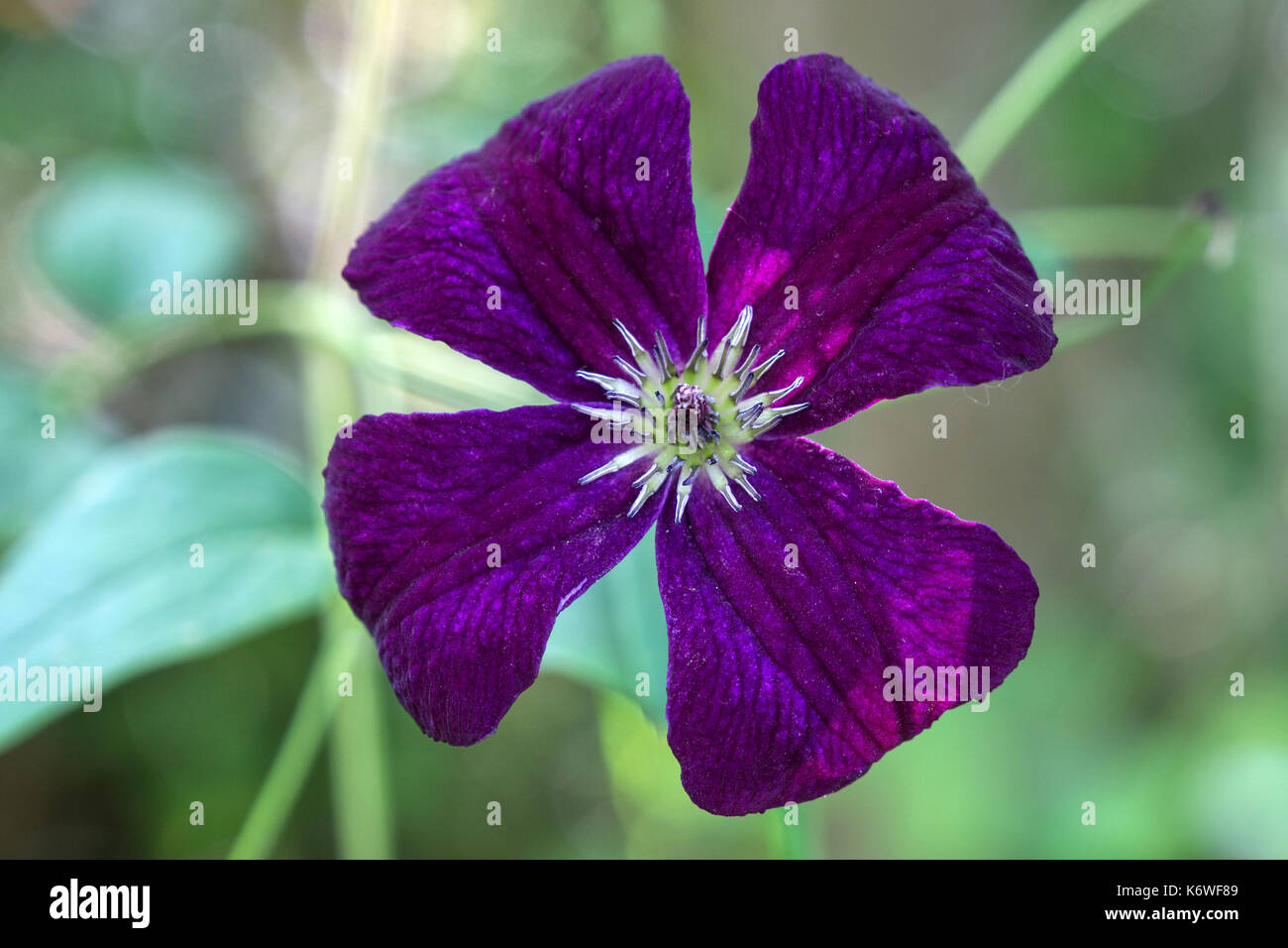 Clématite clematis (pourpre), fleur, Allemagne Banque D'Images