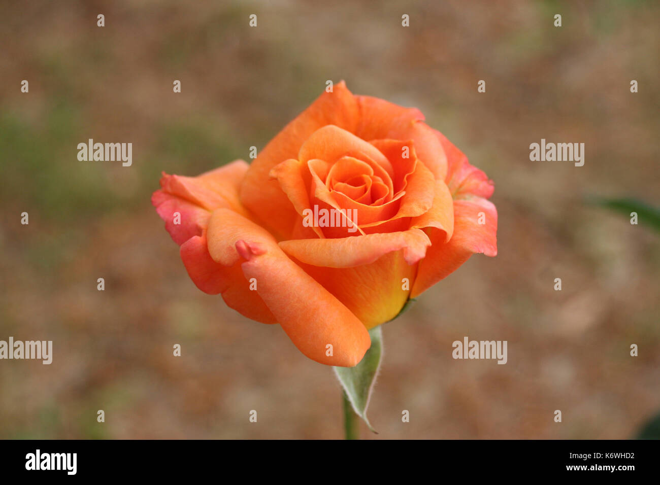 rose orange Banque D'Images