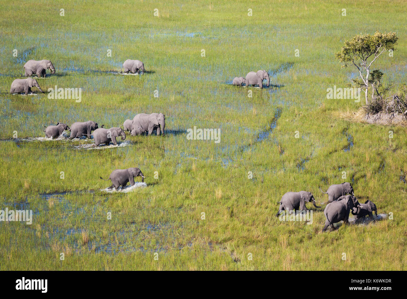 L'éléphant africain (Loxodonta africana), d'animaux de reproduction, l'itinérance dans un marais d'eau douce, vue aérienne, delta de l'Okavango Banque D'Images