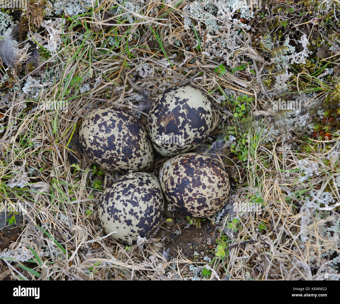 Eurasian golden plover (Pluvialis apricaria), nids, quatre œufs dans le nid sur le sol, Island Banque D'Images