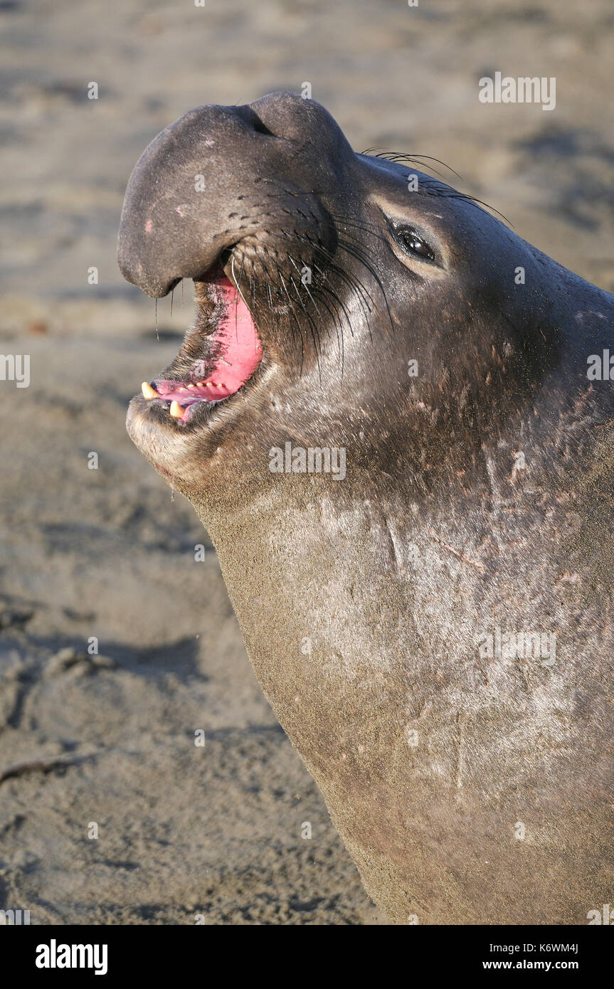 Éléphant de mer du Nord (Mirounga angustirostris), l'appelant, portrait, plage de San Simeon, colonie de Piedras Blancas, Californie Banque D'Images