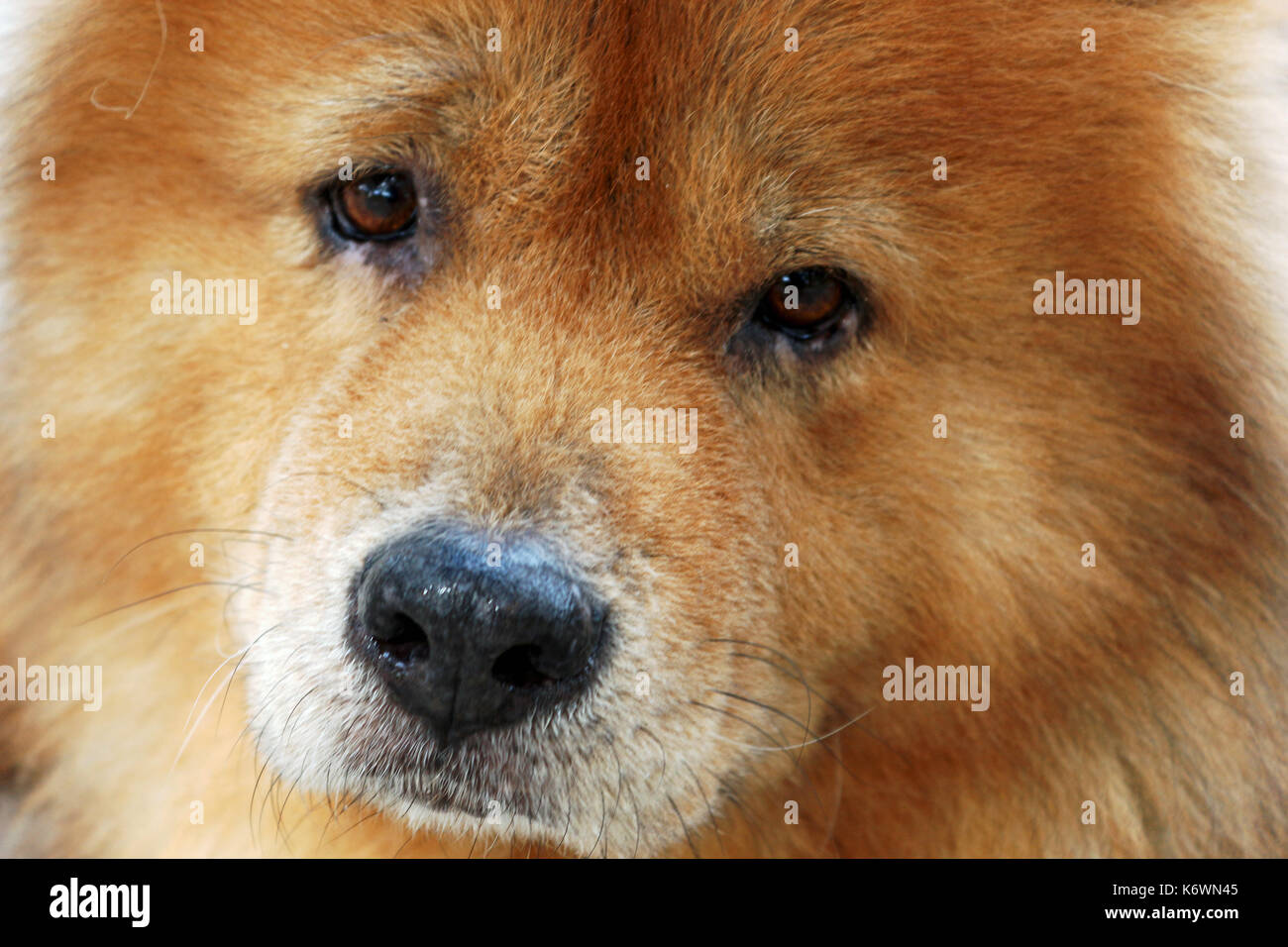 Un close up head shot of a red chinese chow chow race de chien. Banque D'Images
