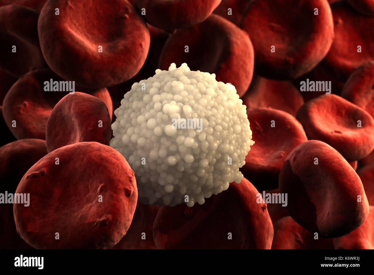 Seul isolé sur des leucocytes granulaires avec des globules rouges en premier plan et arrière-plan. Banque D'Images