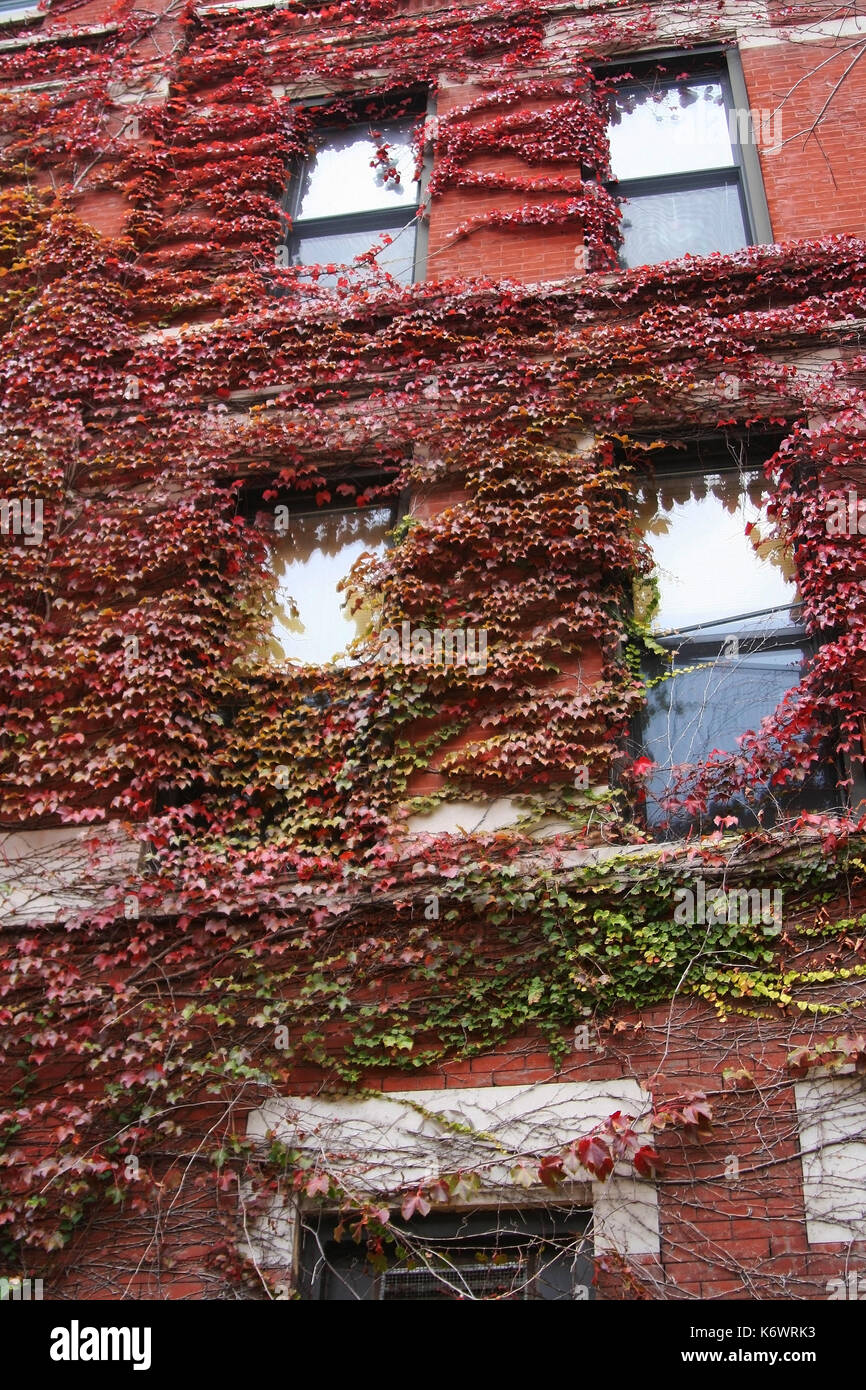 Lierre automne couleurs rouge grimpeur sur l'appartement mur de brique dans la ville de Chicago, IL, USA pendant la saison d'automne Banque D'Images