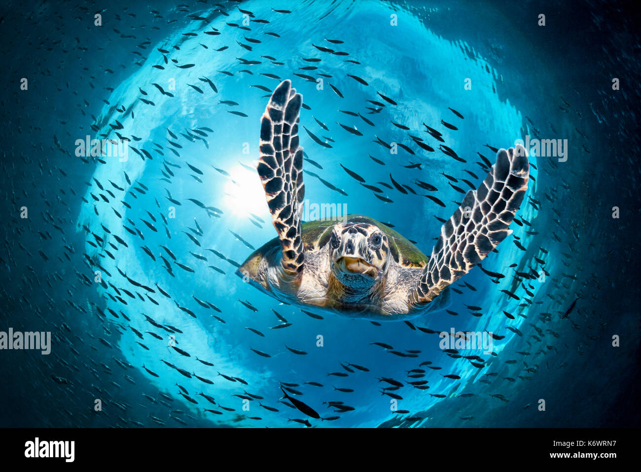 La tortue verte (Chelonia mydas) plongée sous, rétroéclairé, de poissons, de l'essaim de réflexion totale, grande barrière de corail, l'UNESCO Banque D'Images