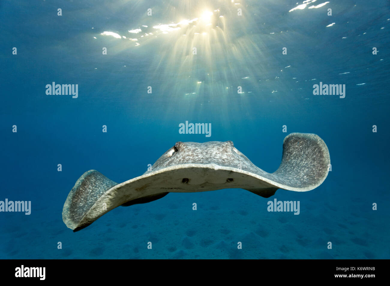 Épinoche tachetée stingray (taeniura meyeni), piscine sur terrain sableux, rétroéclairé par sun, grande barrière de corail, l'UNESCO Banque D'Images
