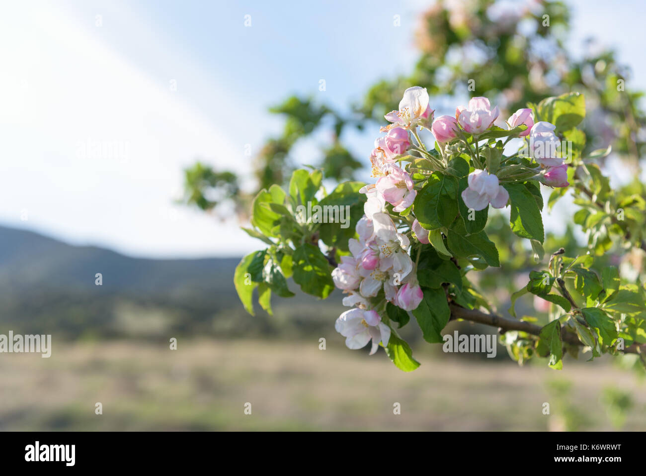 Branche de pommier sauvage fleurs closeup Banque D'Images