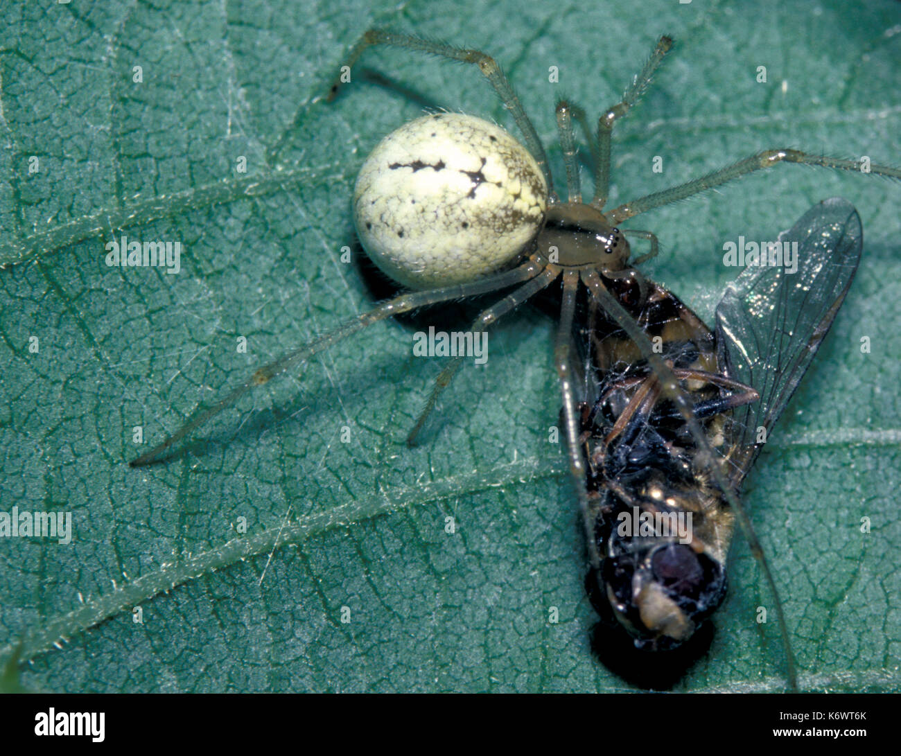 Jardin araignée araneus (diademetus) - avec fly proie enveloppée dans l'alimentation de la soie. Banque D'Images
