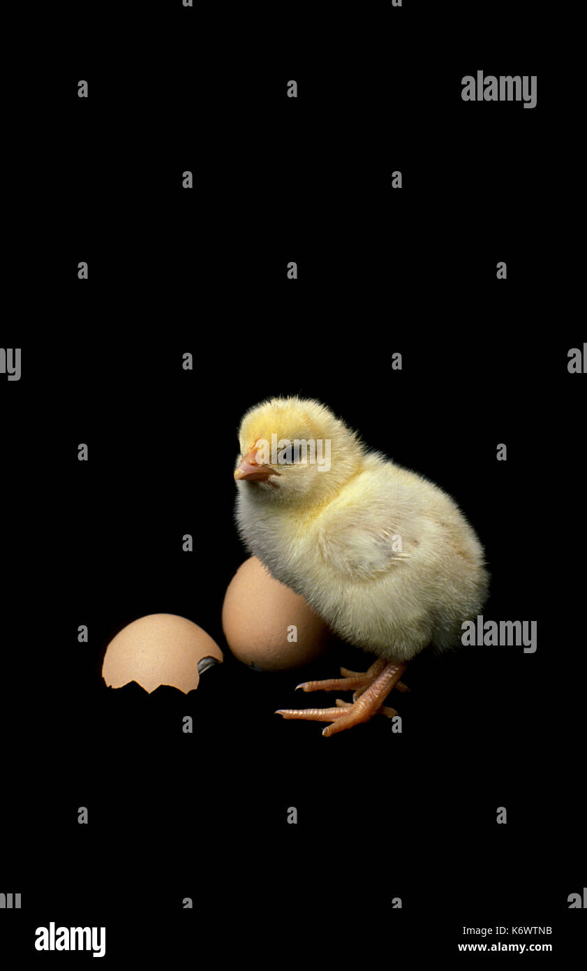 Poussin nouvellement éclos, la race, avec la coquille des œufs cassés, des plumes, captive, poule, poulet Banque D'Images