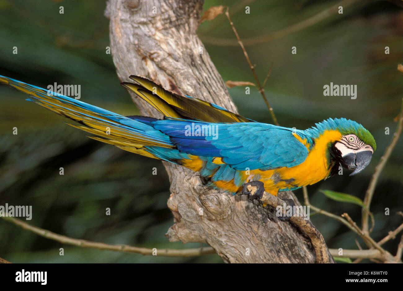 Bleu et jaune ou or macaw, ara ararauna, en voie de disparition, rainforest habitat, jungle, Parrot, captive Banque D'Images