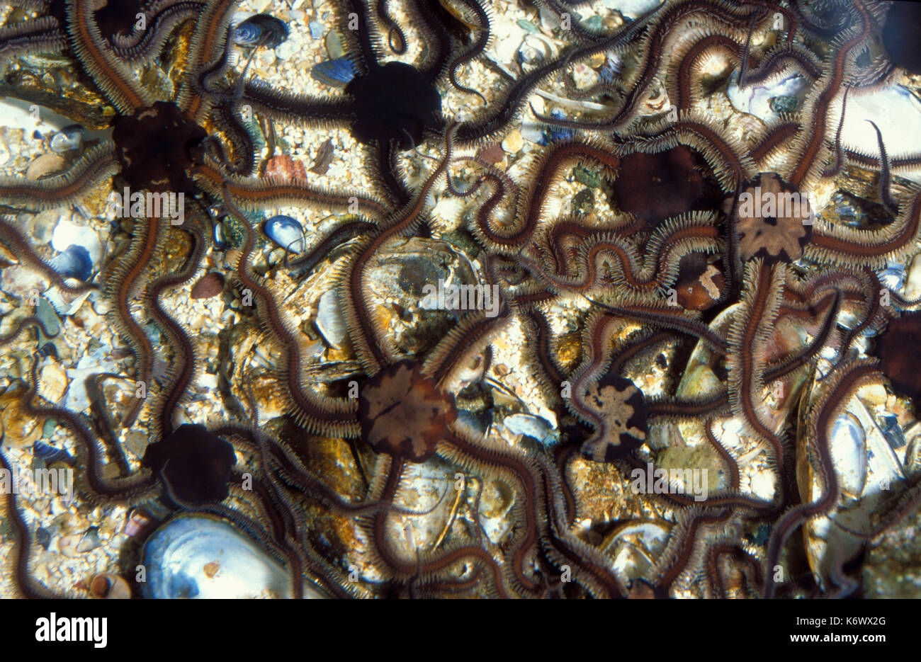 Les ophiures ophiothrix fragilis, commune, de la masse des étoiles dans beach rockpool, étoile de mer cassante Banque D'Images