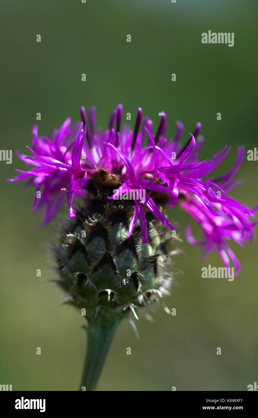 La centaurée, Centaurea scabiosa plus, Close up of purple flower head montrant l'embout de bractées, Kent, globe, Banque D'Images