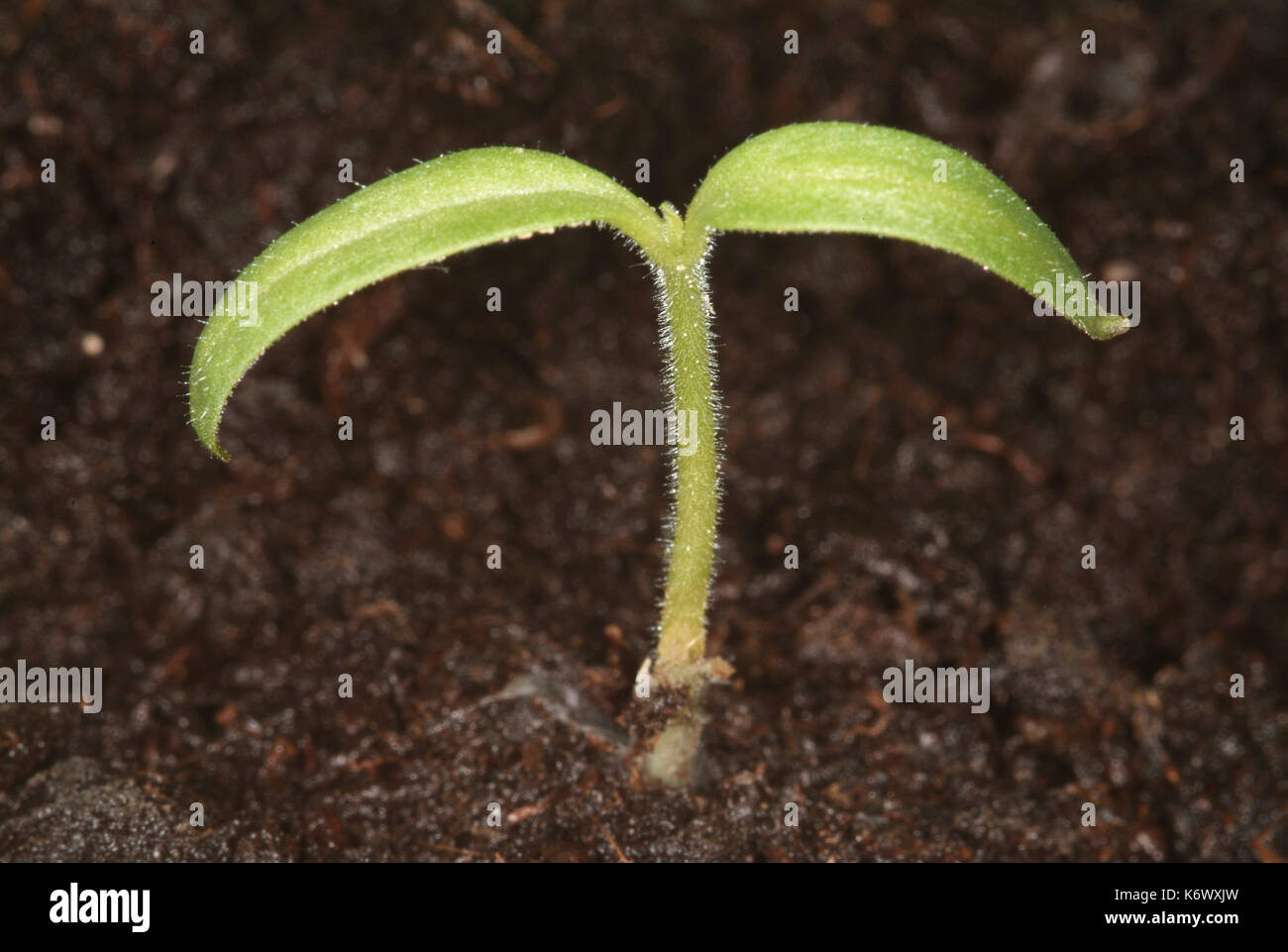 Plant de tomate, séquence de croissance, à pointe d'abord à des semences, feuilles, s'ouvraient, première germination, usine utilise la nourriture dans les feuilles d'augmenter, alors la Banque D'Images
