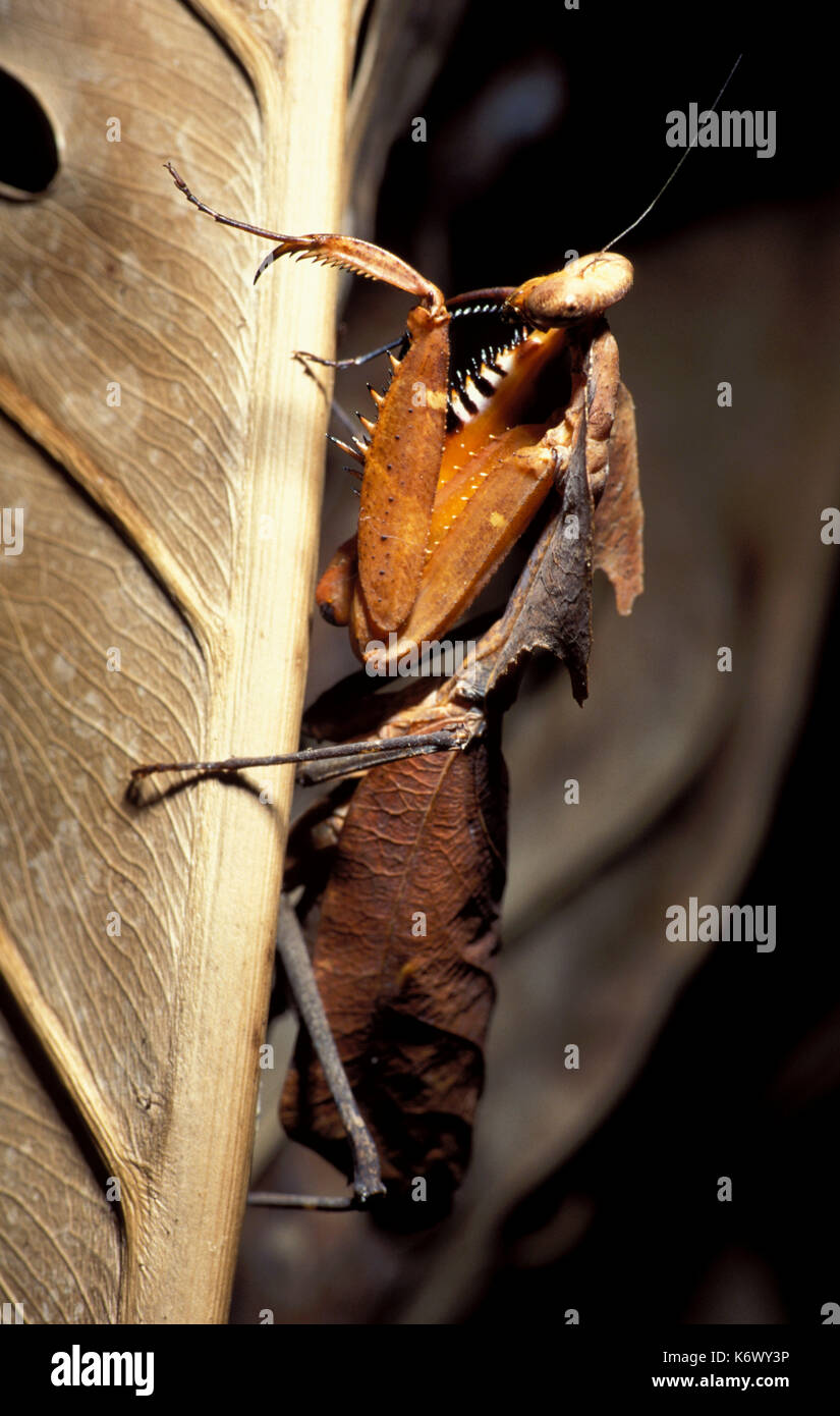 Deroplatys desiccata mantis, feuilles ou lobata, montrant les pattes de devant, le contre-jour Banque D'Images
