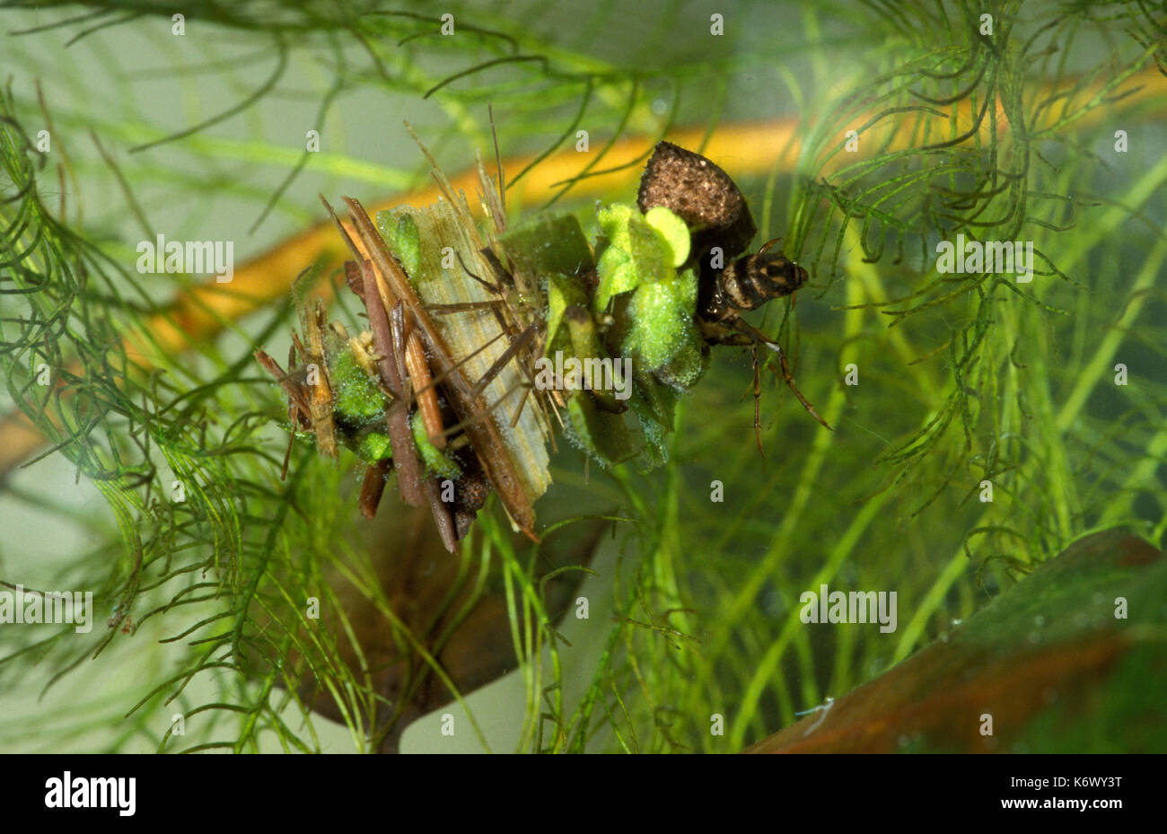 Des larves de mouches caddis, limnephilidae sp, avec des morceaux de pond bloqué en cas de protection autour de corps mou Banque D'Images