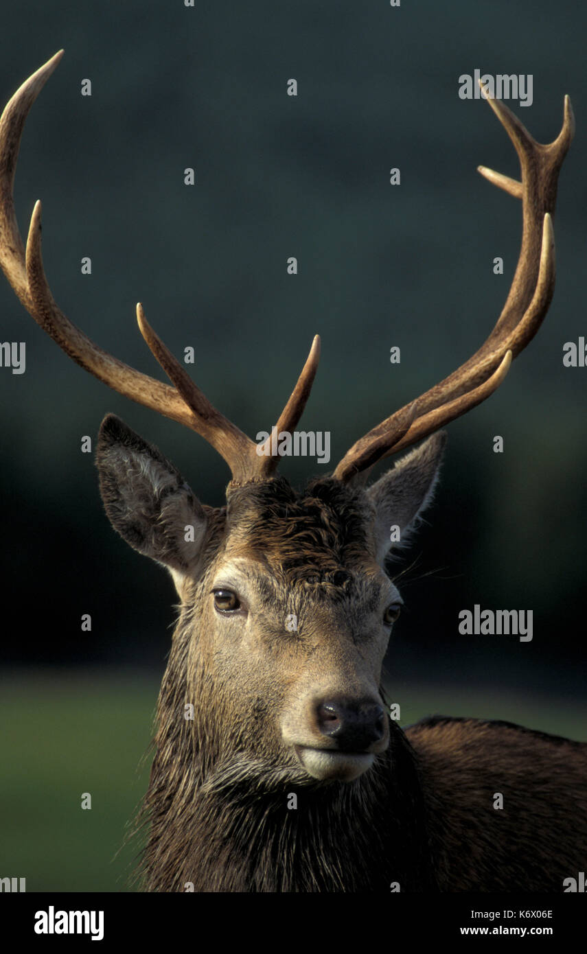 Red Deer, Cervus elaphus, stag stag rut, cornes, Banque D'Images
