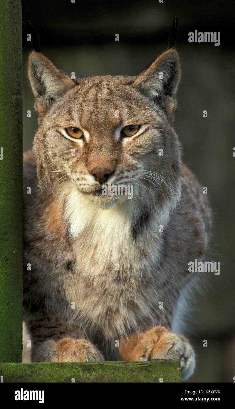 Lynx, felis pardina, captive, chat, félin, à la séance, Banque D'Images