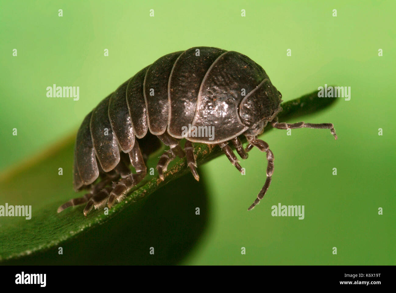 Comprimé ou cloportes cloportes vulgaires, Armadillidium vulgare, vue latérale montrant le visage, des antennes, des plaques de blindage et les jambes, grimper sur feuille, macro, comprimé commun bug Banque D'Images