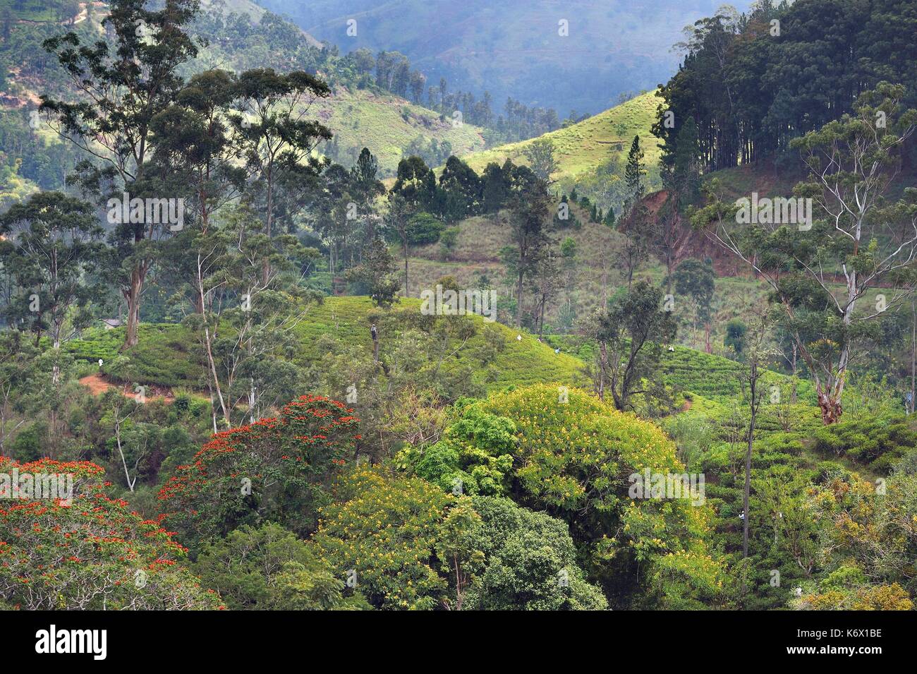 Le Sri Lanka, la province d'Uva, Ella, cueillir les feuilles de thé dans une plantation, à l'avant-plan african tulip tree (Spathodea campanulata) avec les fleurs rouges et l'acacia à fleurs jaunes Banque D'Images
