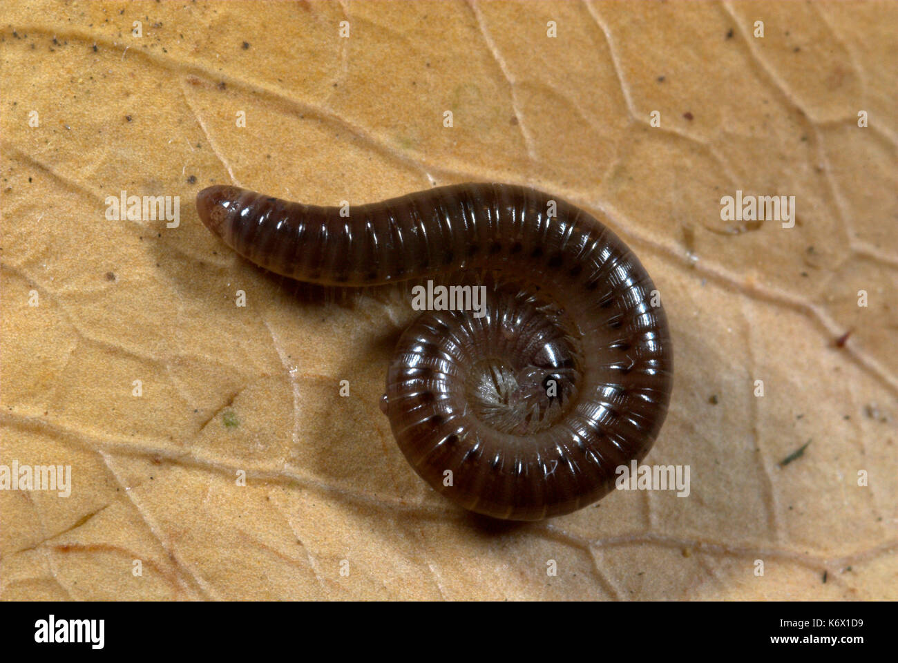 Serpent noir mille-pattes, tachypodoiulus niger, recroquevillé sur feuille, en jardin, trouvés dans la litière et le sol Banque D'Images